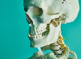 Normal_skelet__bot__kaak__schedel